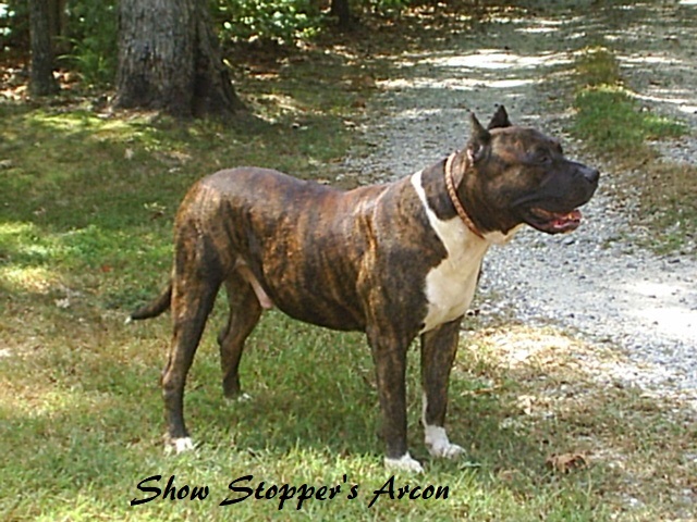 Presa Canario Dog. Pic's of Presa's and